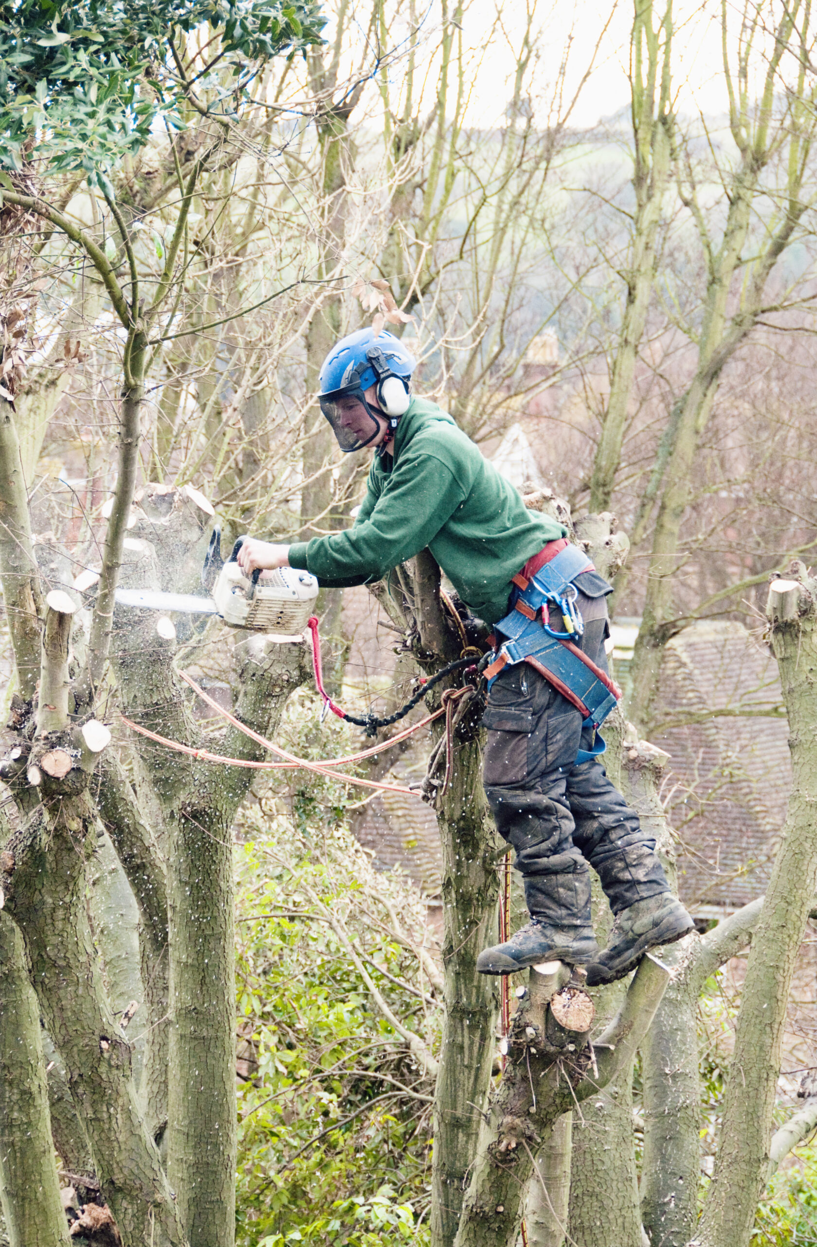 Tree worker in a climbing harness removing a tree section