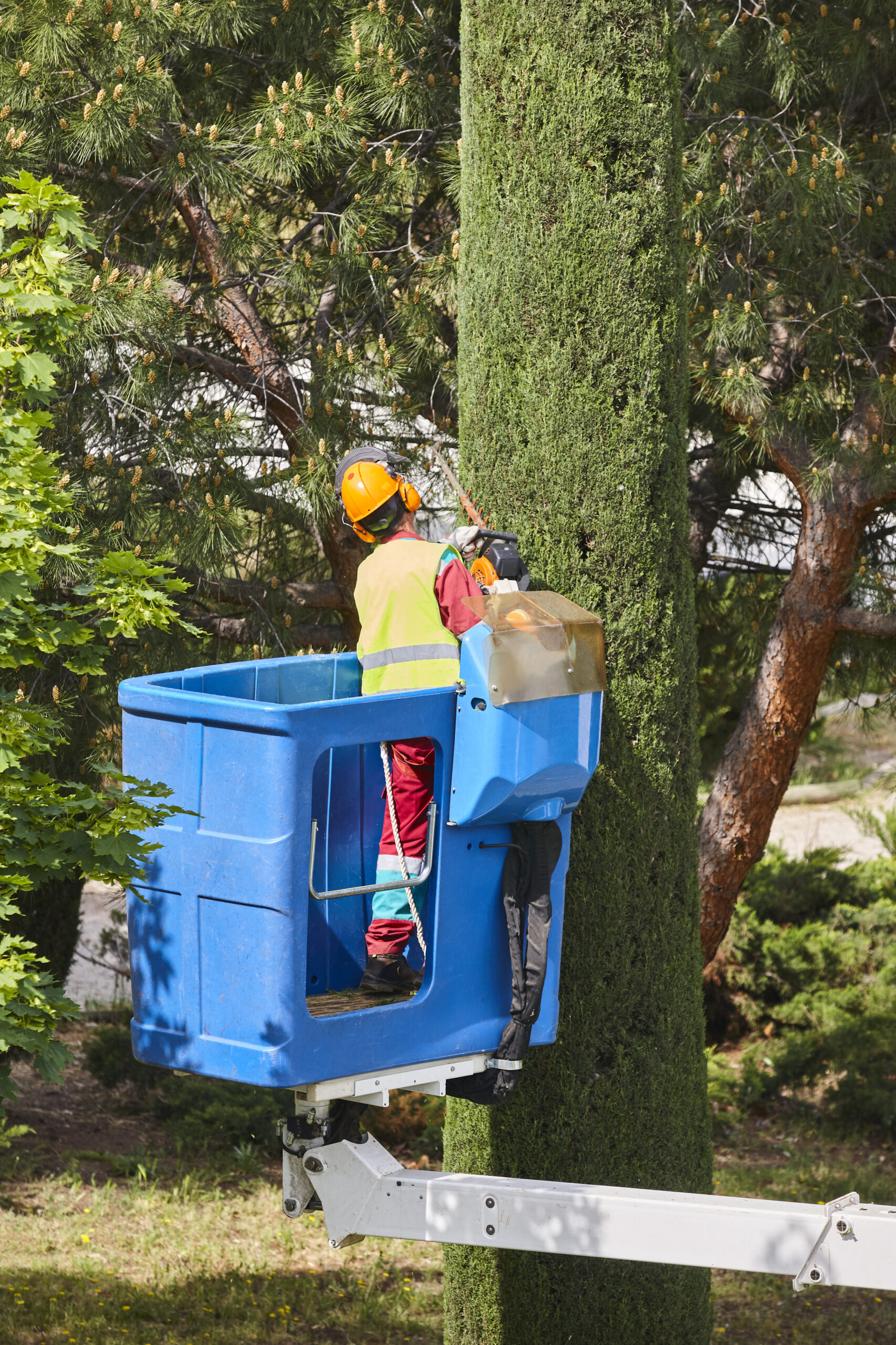 24 Hour Tree Service in Westminster CO