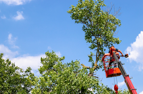 Large Tree Removal in Westminster CO